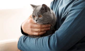 A man gently cradles a gray cat in his arms