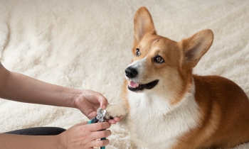 A person carefully trims the nail of a dog