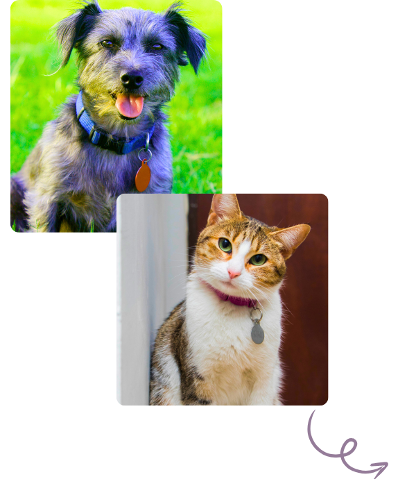 A cat and dog pose side by side in a square photo