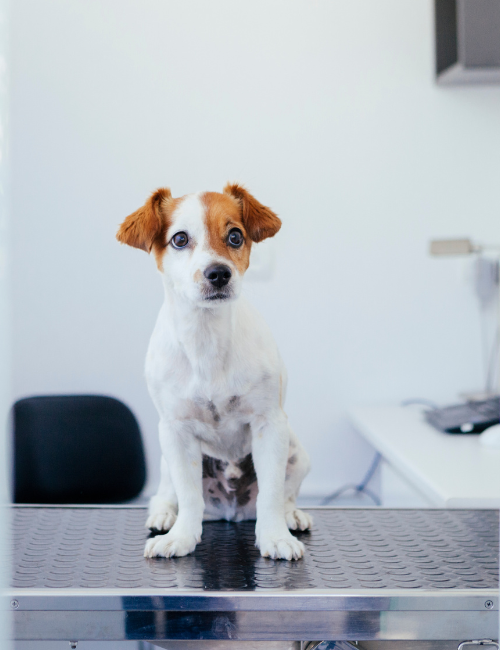 The puppy is sitting on the table