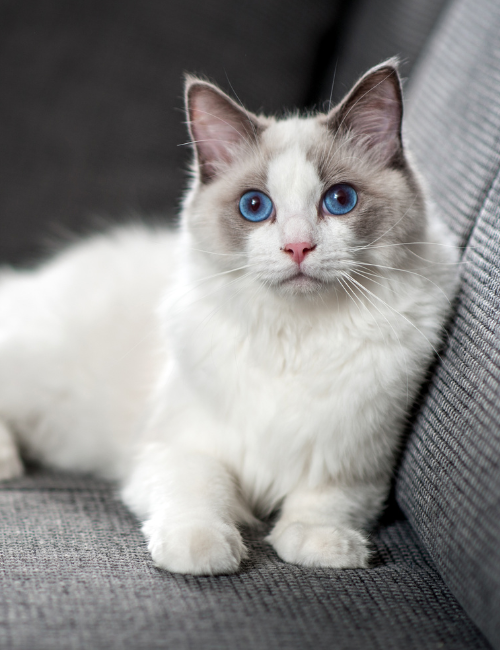 white cat laying on a couch