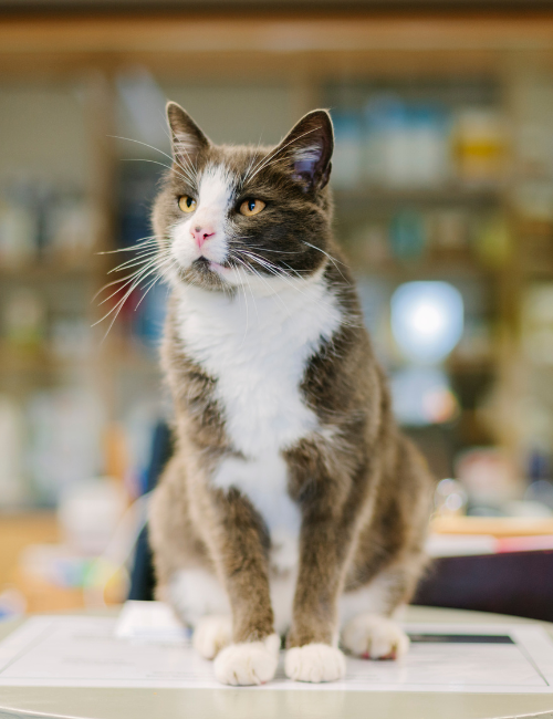 cat sitting on a counter