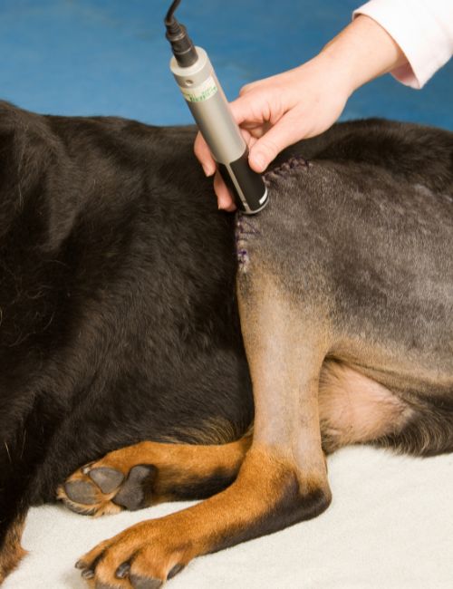 dog getting laser therapy treatment