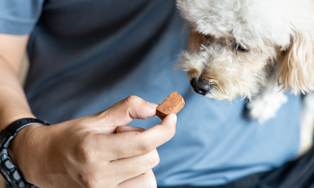 person giving their dog medicine